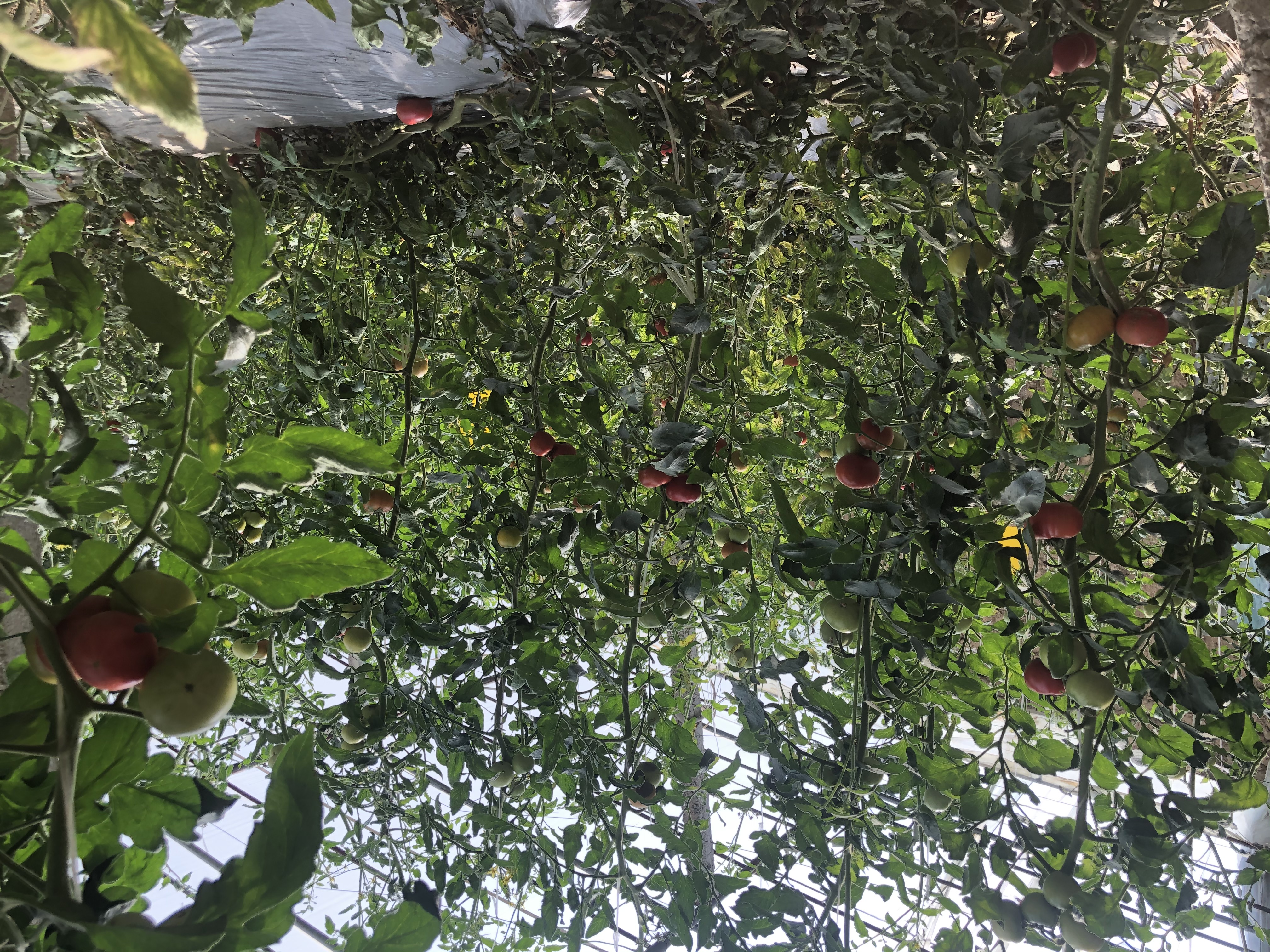 想找性价比高的中药肥？这几种种类你不可错过！